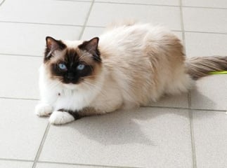 Le ragdoll